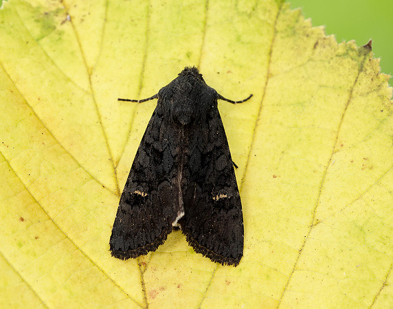 73.233 BF2232 Black Rustic Aporophyla nigra