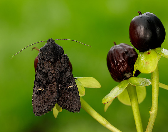 73.233 BF2232 Black Rustic Aporophyla nigra