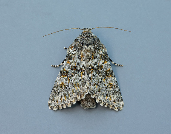 73.237 BF2252 Large Ranunculus Polymixis flavicincta