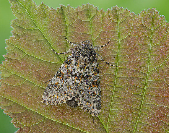 73.237 BF2252 Large Ranunculus Polymixis flavicincta