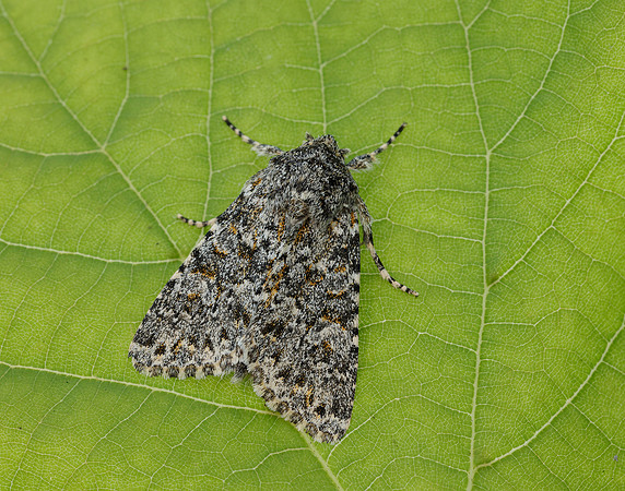 73.237 BF2252 Large Ranunculus Polymixis flavicincta