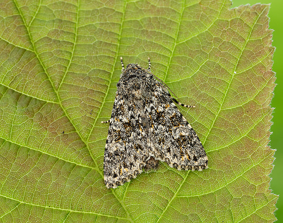 73.237 BF2252 Large Ranunculus Polymixis flavicincta