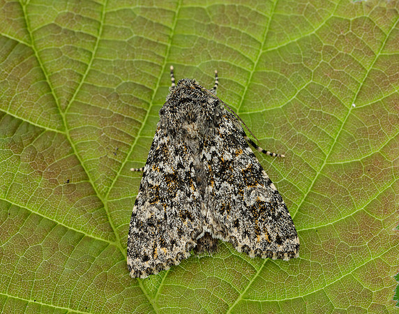 73.237 BF2252 Large Ranunculus Polymixis flavicincta