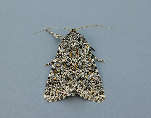 73.237 BF2252 Large Ranunculus Polymixis flavicincta