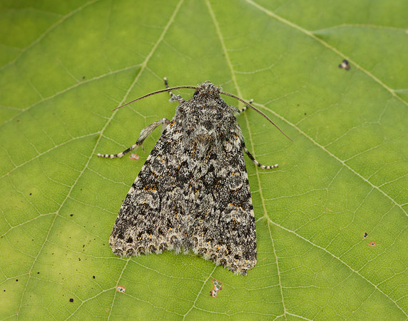 73.237 BF2252 Large Ranunculus Polymixis flavicincta