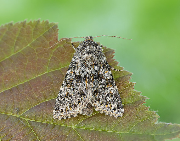 73.237 BF2252 Large Ranunculus Polymixis flavicincta