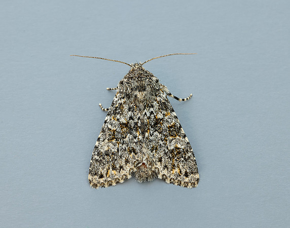 73.237 BF2252 Large Ranunculus Polymixis flavicincta