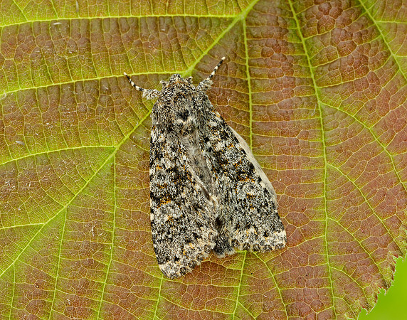 73.237 BF2252 Large Ranunculus Polymixis flavicincta