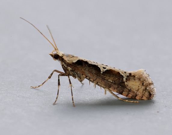 18.006 BF468 Rhigognostis incarnatella