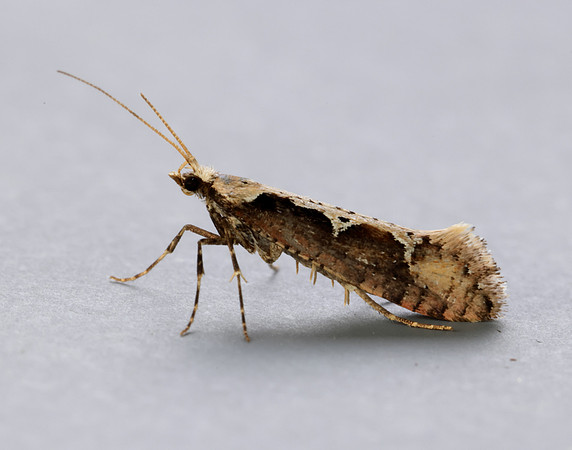 18.006 BF468 Rhigognostis incarnatella