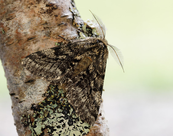 70.248 BF1927 Brindled Beauty Lycia hirtaria