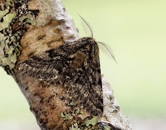 70.248 BF1927 Brindled Beauty Lycia hirtaria