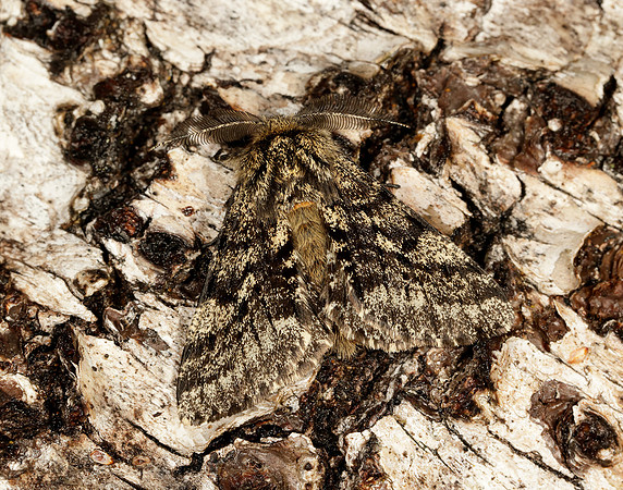 70.248 BF1927 Brindled Beauty Lycia hirtaria