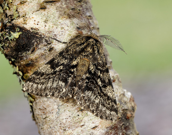 70.248 BF1927 Brindled Beauty Lycia hirtaria