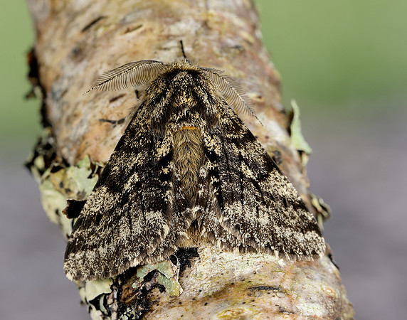 70.248 BF1927 Brindled Beauty Lycia hirtaria