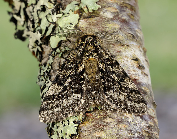 70.248 BF1927 Brindled Beauty Lycia hirtaria