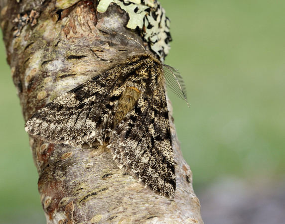 70.248 BF1927 Brindled Beauty Lycia hirtaria