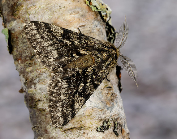 70.248 BF1927 Brindled Beauty Lycia hirtaria