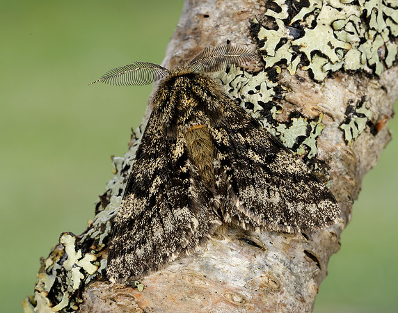 70.248 BF1927 Brindled Beauty Lycia hirtaria