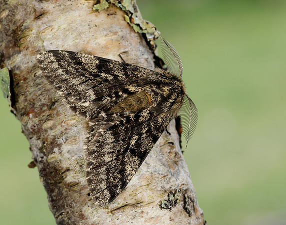 70.248 BF1927 Brindled Beauty Lycia hirtaria