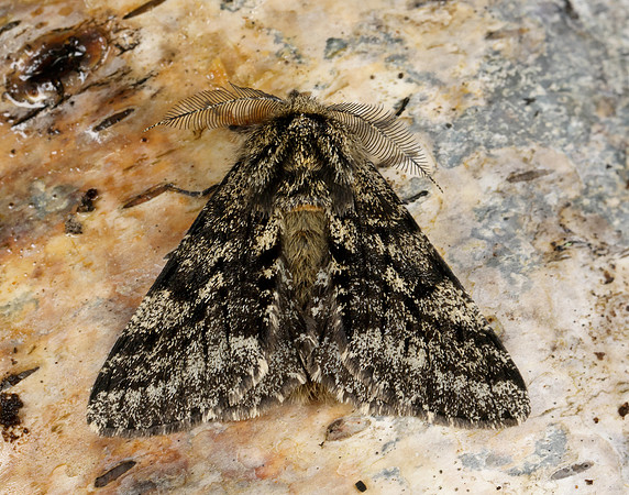 70.248 BF1927 Brindled Beauty Lycia hirtaria