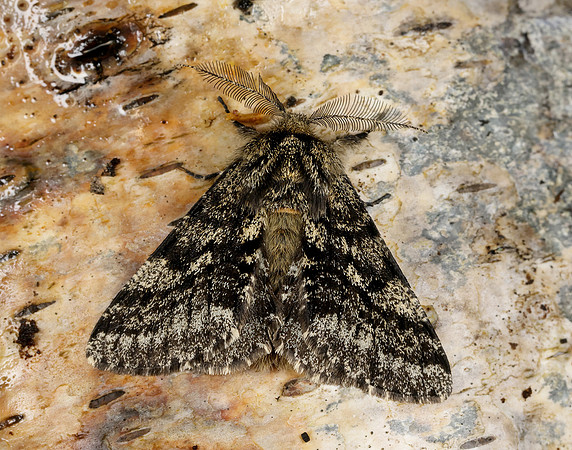 70.248 BF1927 Brindled Beauty Lycia hirtaria