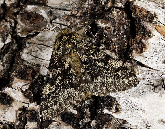 70.248 BF1927 Brindled Beauty Lycia hirtaria
