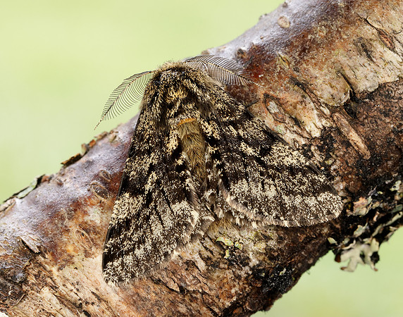 70.248 BF1927 Brindled Beauty Lycia hirtaria
