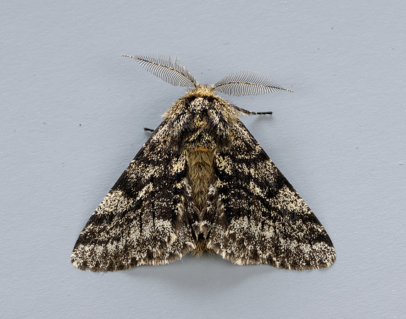 70.248 BF1927 Brindled Beauty Lycia hirtaria