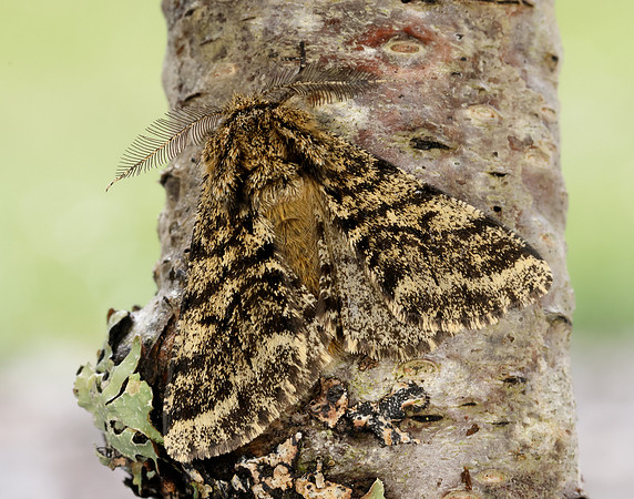 70.248 BF1927 Brindled Beauty Lycia hirtaria