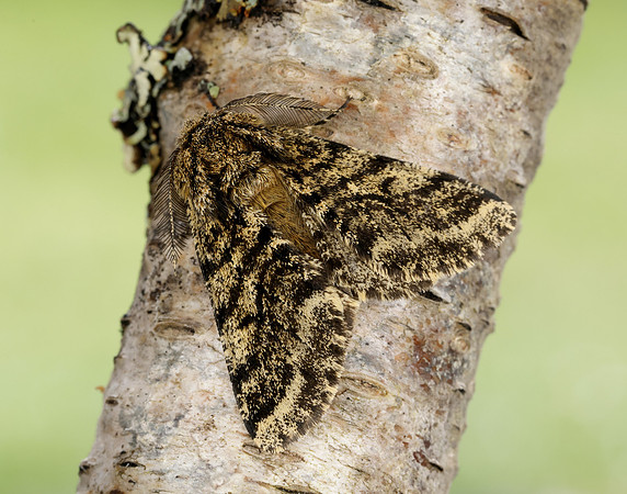70.248 BF1927 Brindled Beauty Lycia hirtaria