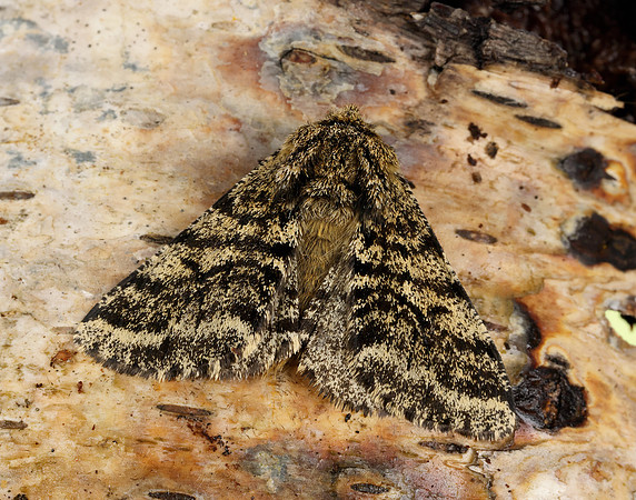 70.248 BF1927 Brindled Beauty Lycia hirtaria