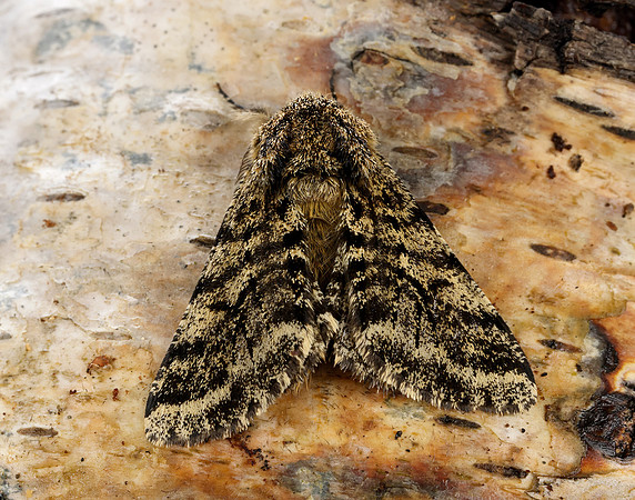 70.248 BF1927 Brindled Beauty Lycia hirtaria