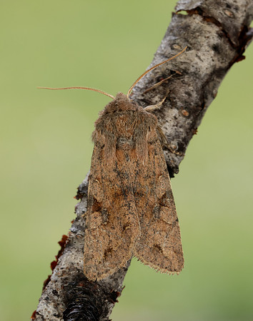 73.242 BF2188 Clouded Drab Orthosia incerta