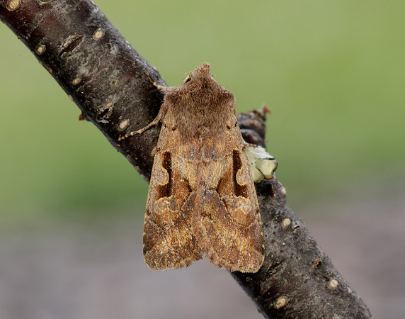 3.249 BF2190 Hebrew Character Orthosia gothica