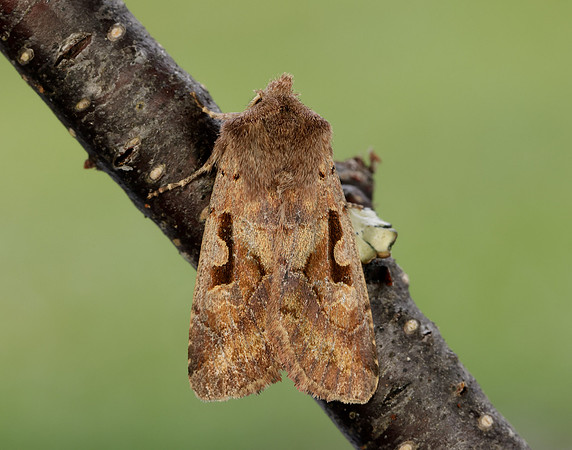 3.249 BF2190 Hebrew Character Orthosia gothica