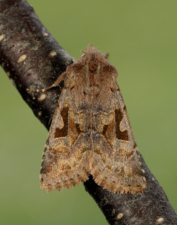 3.249 BF2190 Hebrew Character Orthosia gothica