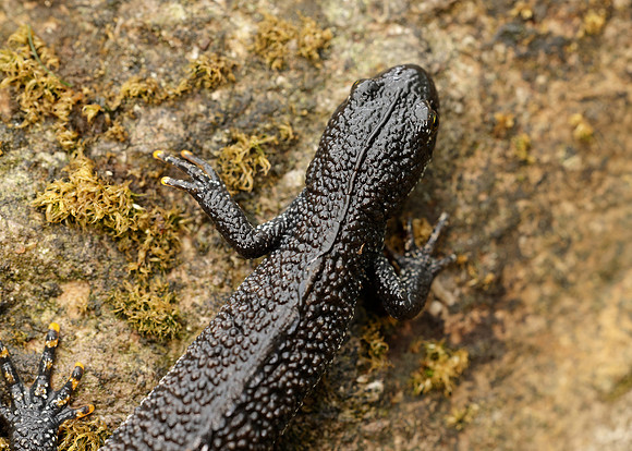 Great Crested Newt Triturus cristatus;