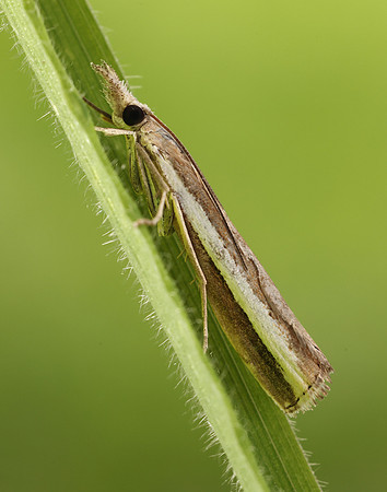 63.091 BF1307 Agriphila latistria