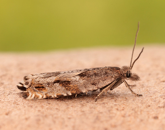 49.201 BF1117 Ancylis unguicella