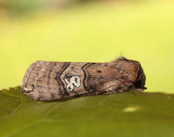 65.010 BF1654 Figure of Eighty Tethea ocularis
