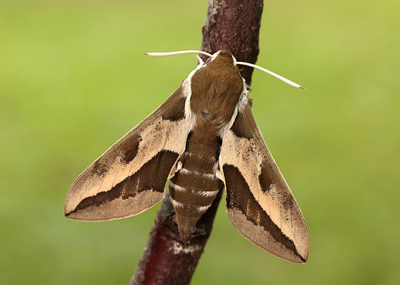 69.013 BF1986 Spurge Hawk-moth Hyles euphorbiae