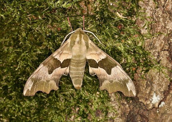 69.001 BF1979 Lime Hawk-moth Mimas tiliae