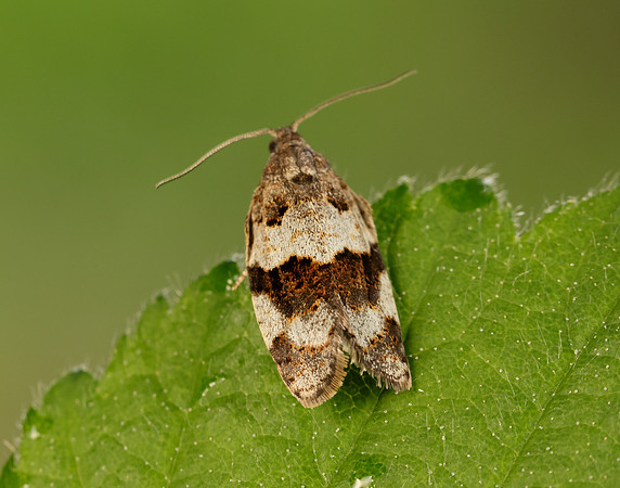 49.028 BF986 Syndemis musculana