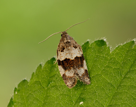 49.028 BF986 Syndemis musculana