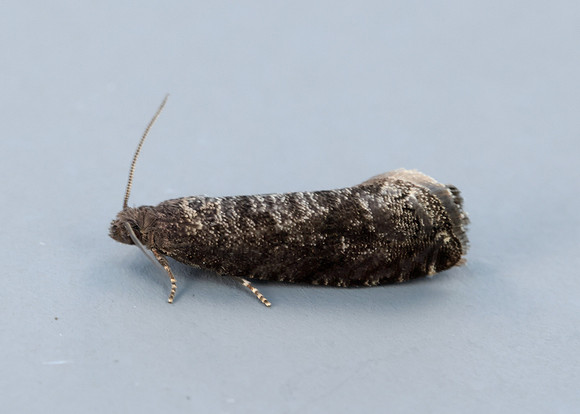 9.357 BF1247 Plum Fruit Moth Grapholita funebrana