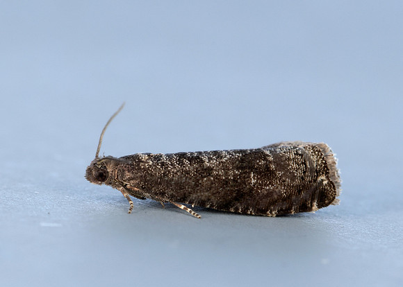 9.357 BF1247 Plum Fruit Moth Grapholita funebrana