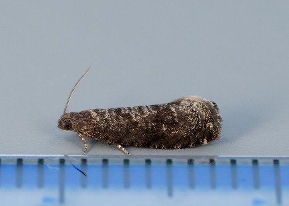 9.357 BF1247 Plum Fruit Moth Grapholita funebrana