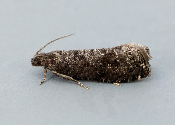 9.357 BF1247 Plum Fruit Moth Grapholita funebrana