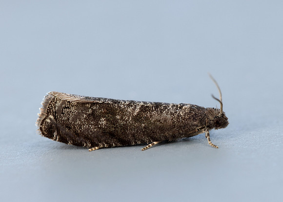 9.357 BF1247 Plum Fruit Moth Grapholita funebrana